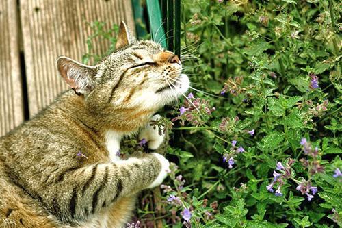 Les individus sexuellement matures ont un faible pour l'herbe à chat