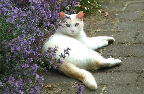 Le chat aime se prélasser au soleil près du buisson de menthe