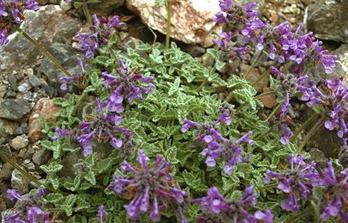 Cama de flores con hierba gatera