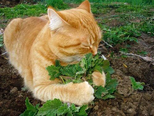 L'herbe à chat est appréciée des chats