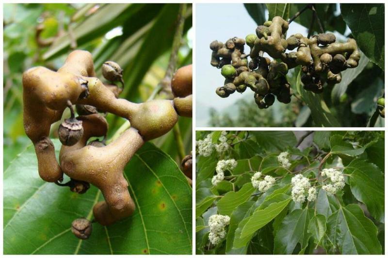 foto y descripción del árbol de caramelo