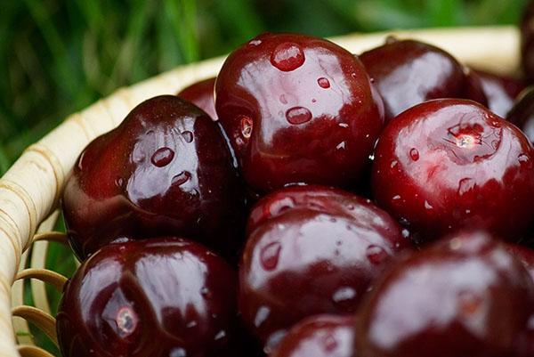 laver et trier les cerises mûres