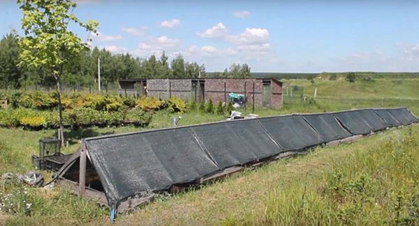 serre pour l'enracinement des boutures