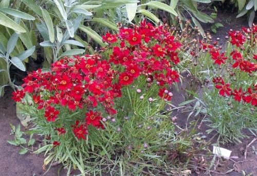 coreopsis en el jardín