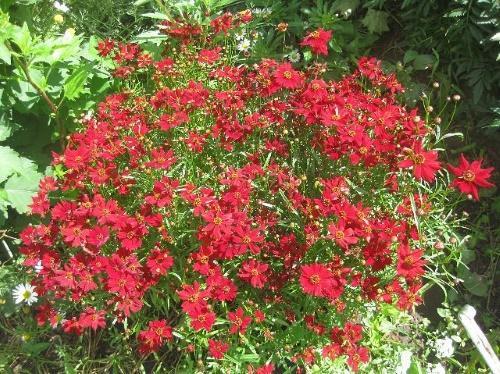 Camachuelo de tinte de coreopsis