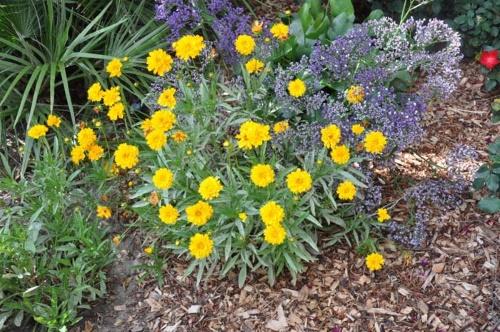 arbusto de coreopsis