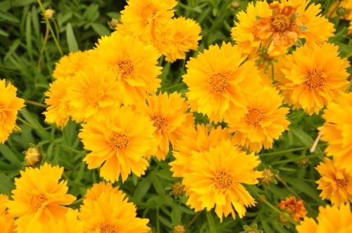 coreopsis sunbarst