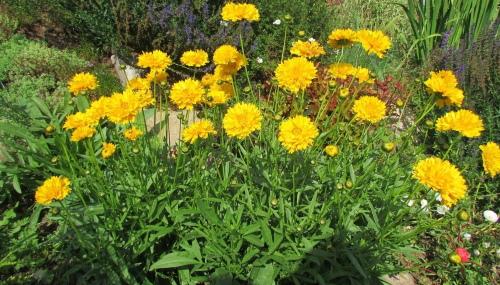 coréopsis en fleurs