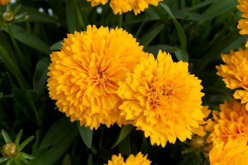 flor de coreopsis