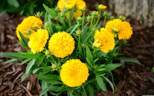 globo dorado coreopsis