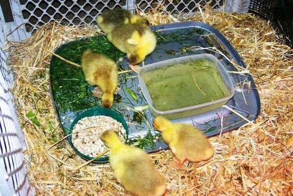 Manteniendo pequeños pichones