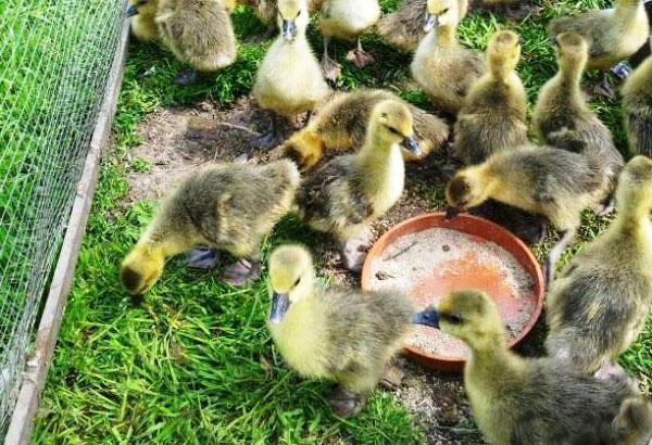 Oisons hebdomadaires sur l'herbe verte