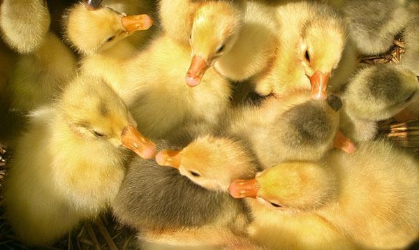 La habitación donde viven los pichones es importante para mantener limpia y renovar la arena.