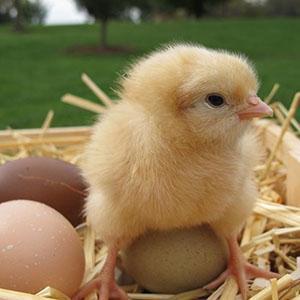 À l'âge de trois jours, les poulets reçoivent de l'herbe hachée.