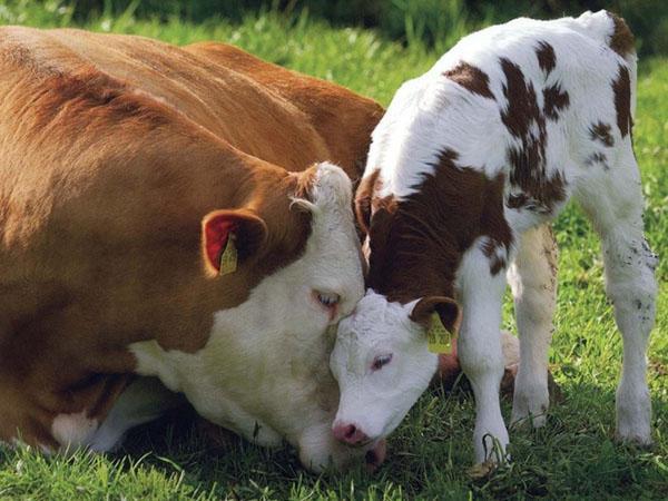 Vache avec veau