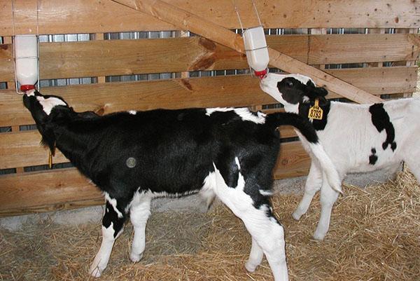 Les veaux boivent du lait