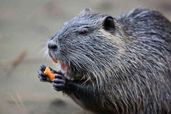 Alimentación animal en nutrición