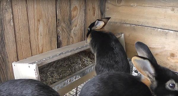 mangeoire pour lapin