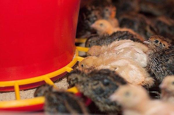 Comedero para pollos comprado en la tienda