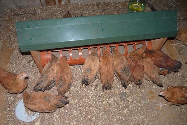 Alimentador de metal para macerado húmedo