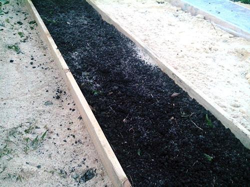 Un lit de jardin préparé pour la plantation de persil