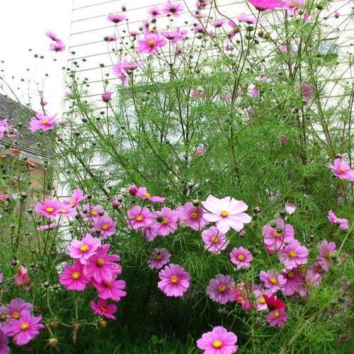 arbusto cosmos