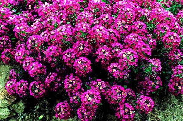 Alyssum de la variété Princess