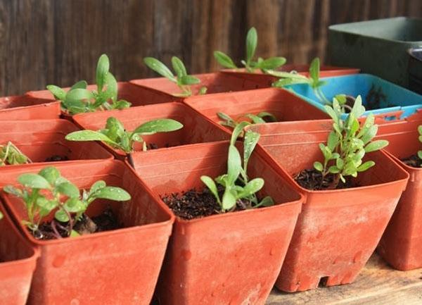 Plántulas de Alyssum