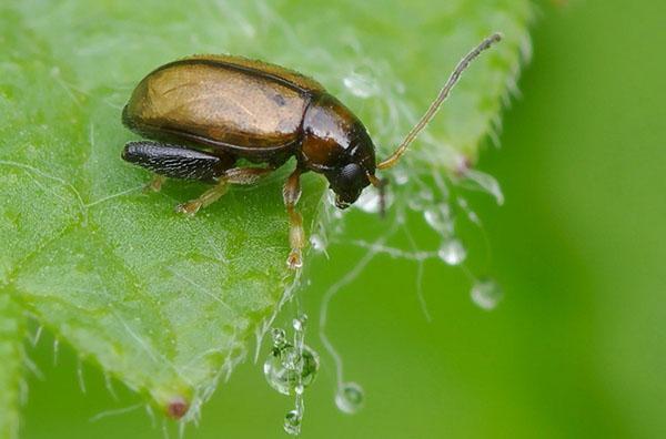 plaga de alissum