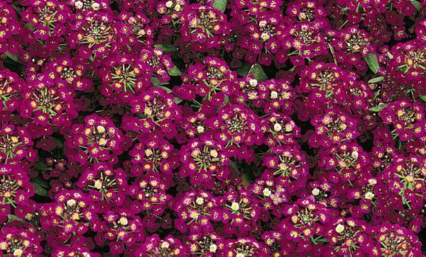 alyssum de la variété Esther Bonnet