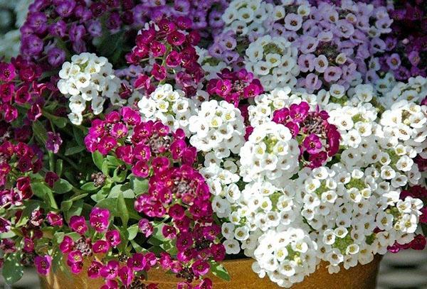 alyssum en una olla en el sitio