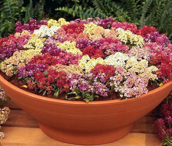 alyssum vivace Aphrodite