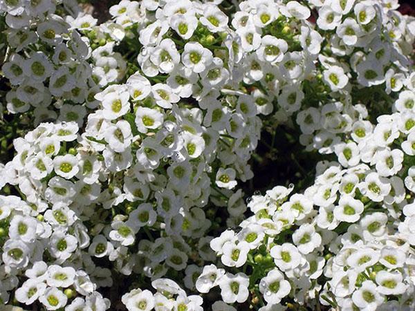 Alyssum Marine Tiny Tim