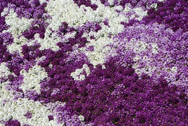 Alyssum Violet Koning