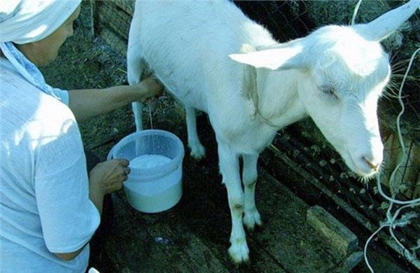 cabras lecheras