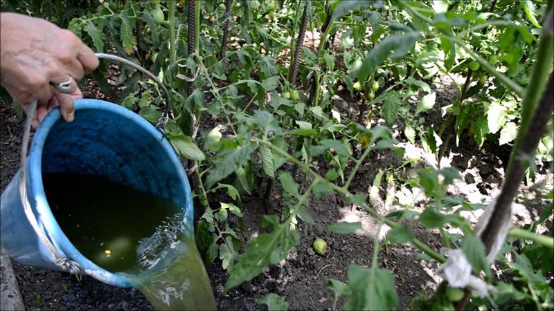 regar tomates con infusión de ortiga