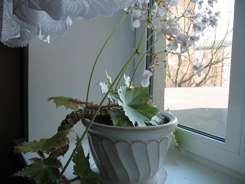begonia floreciente