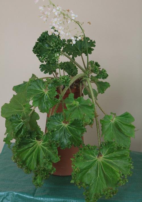 begonia de hojas rizadas