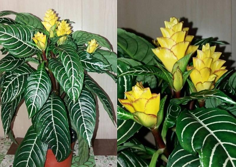 aphelandra en saillie