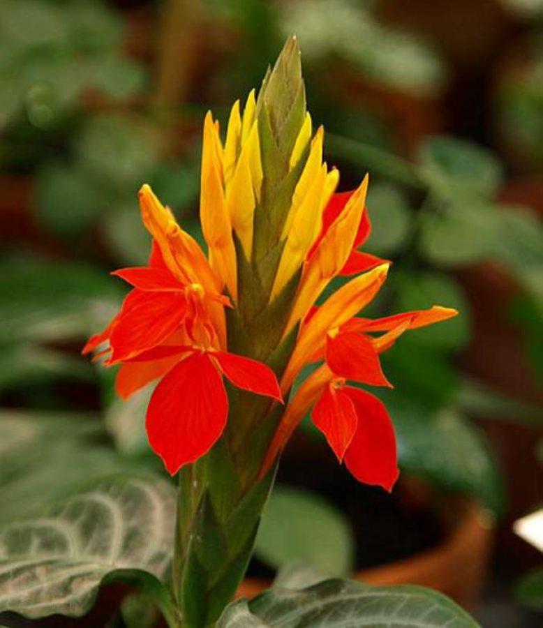 aphelandra naranja