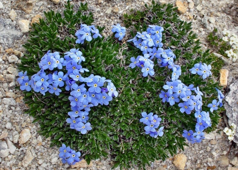 forêt myosotis