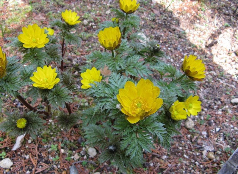 Adonis en fleurs