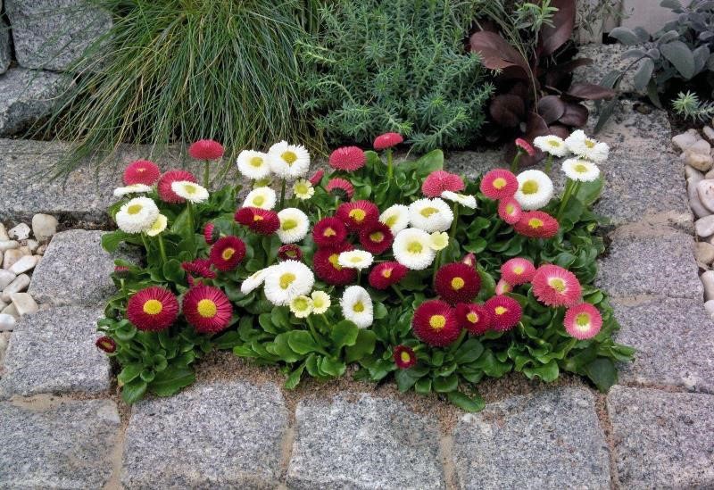 marguerites en fleurs