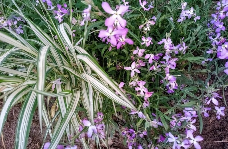 noche fragante violeta