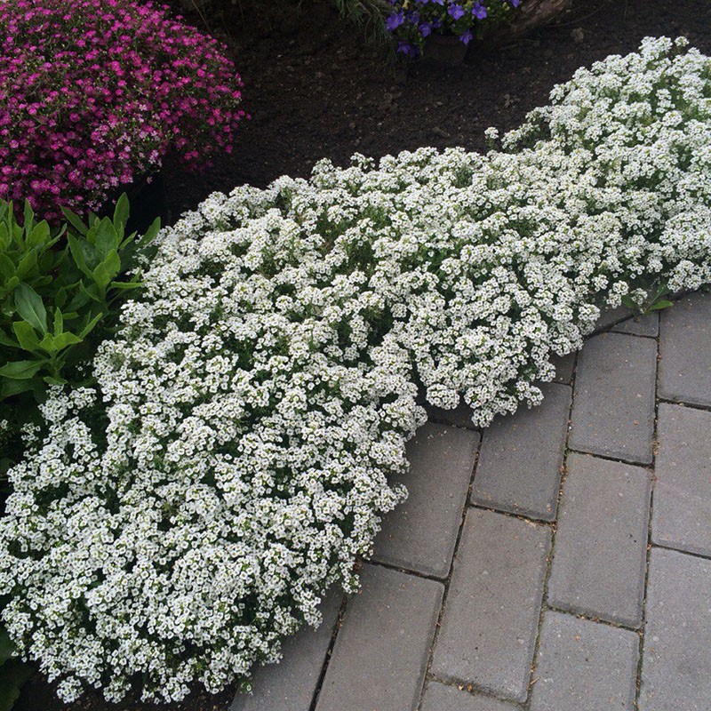 alyssum de la mer