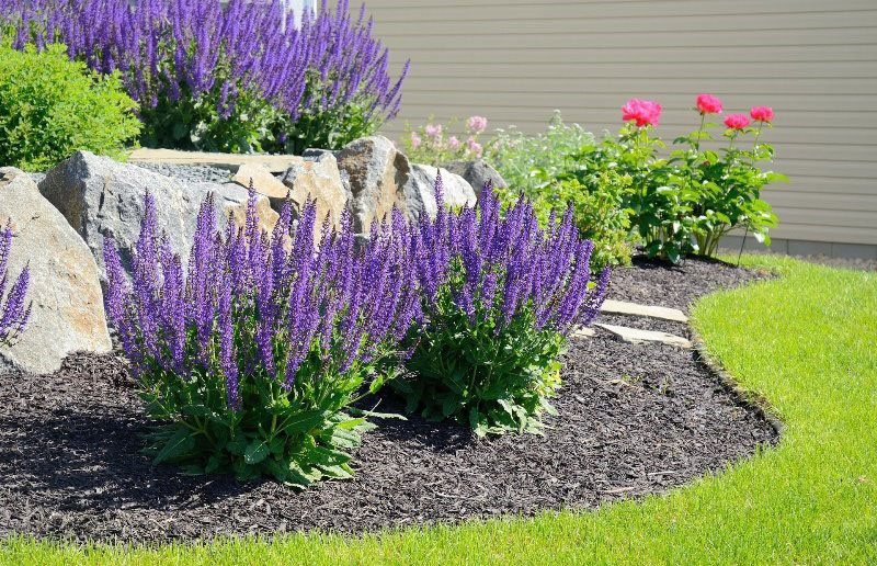 salvia de roble