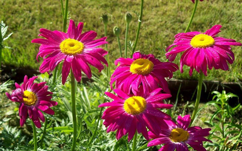 marguerites lumineuses