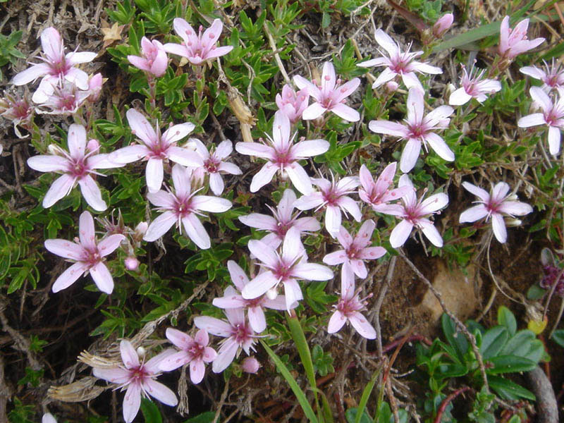Arenaria carmesí