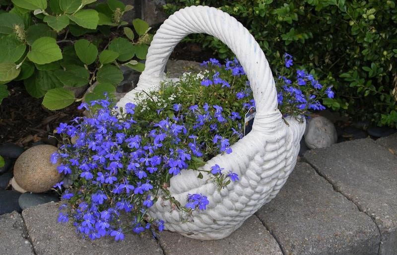 tierna lobelia