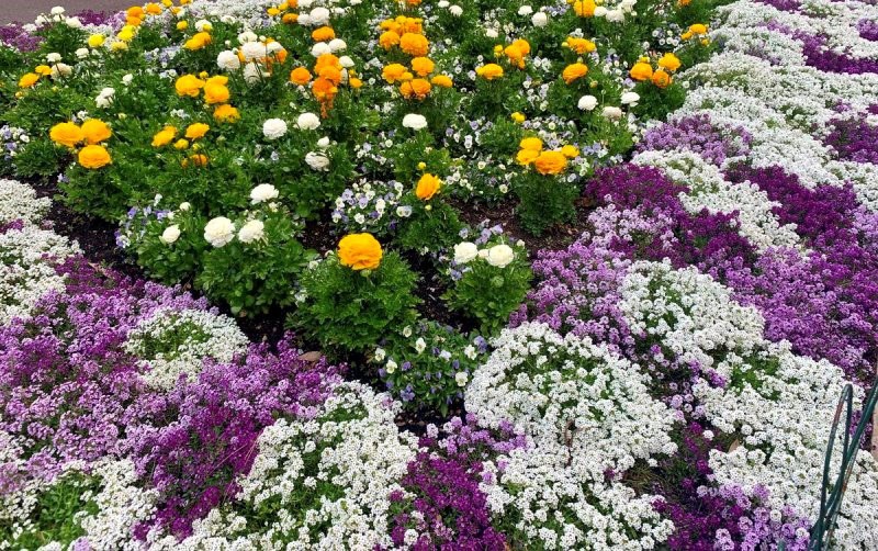 ageratum fleurit abondamment